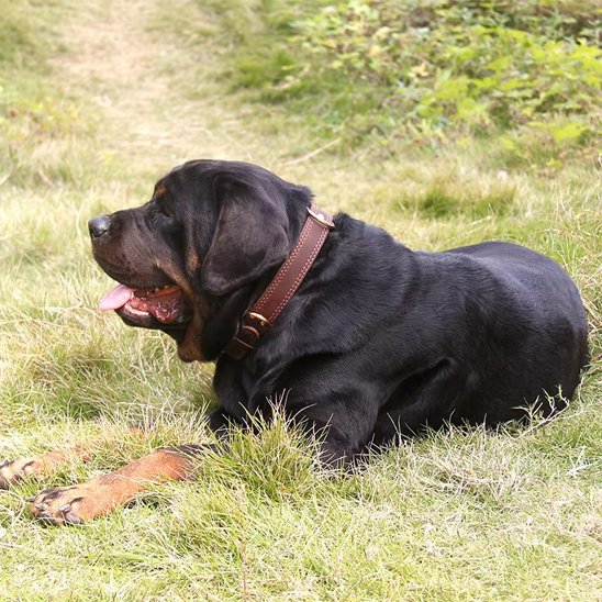Collier chien robuste