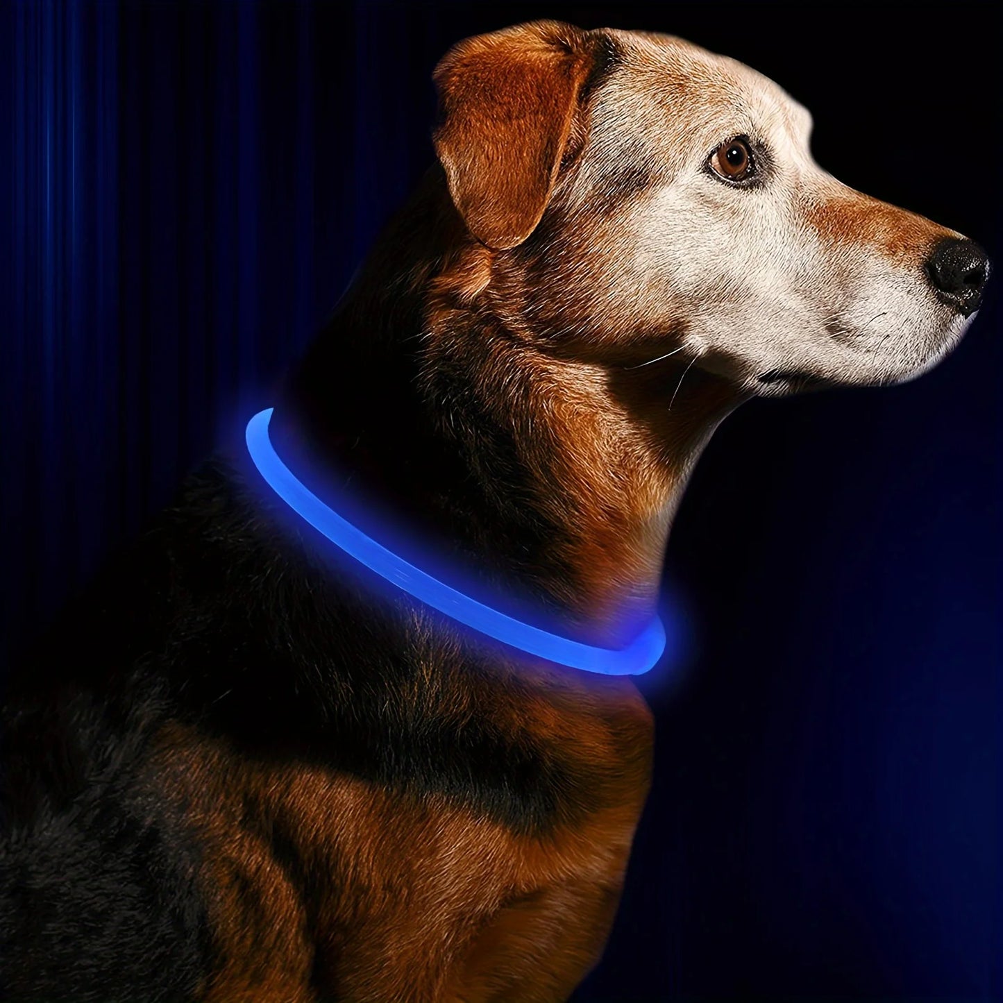 collier lumineux chien bleu