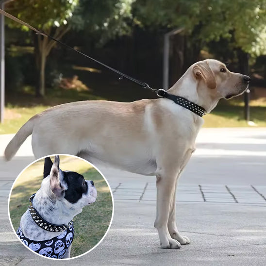 Collier pour chien | SpikyLace™