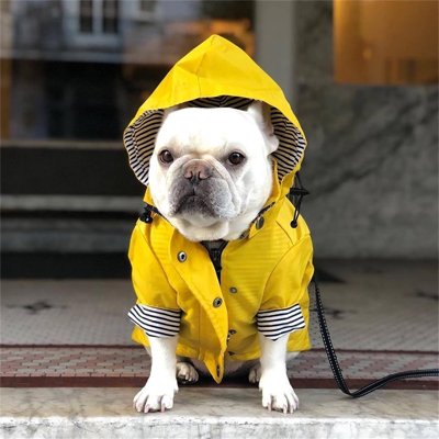 Imperméable pour chien coupe vent