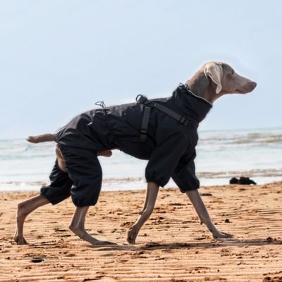 Imperméable pour chien ajustable