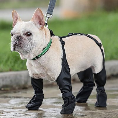 Chaussures chien faciles à enfiler