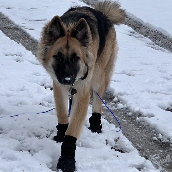 chaussures chien impermeables solides