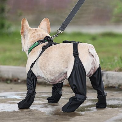 Chaussures chien protection pattes