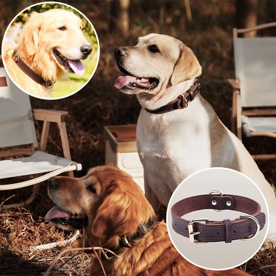 Collier chien 3 tailles