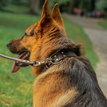 Collier chien ajustable