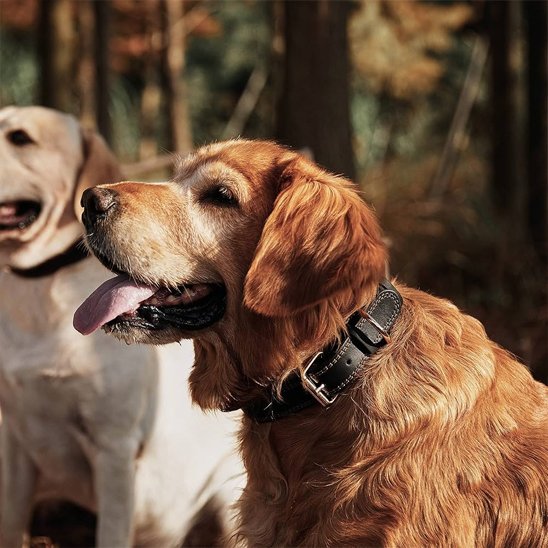 Collier chien élégant