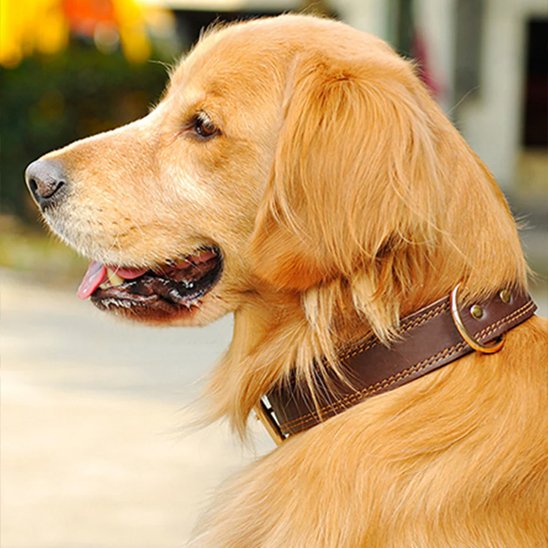 Collier chien en cuir véritable
