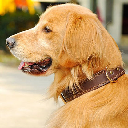 Collier chien en cuir véritable