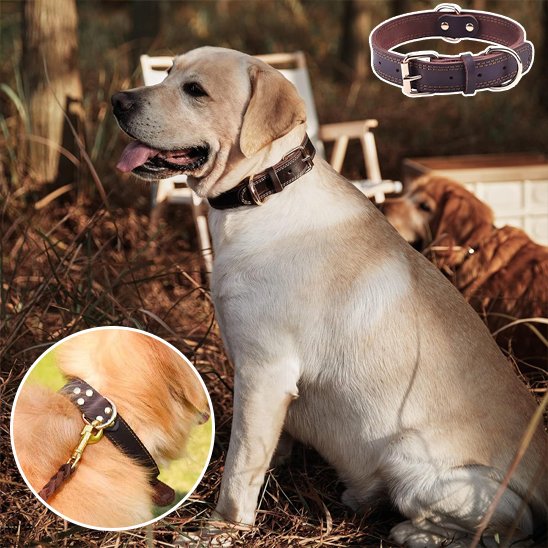 Collier chien polyvalent 