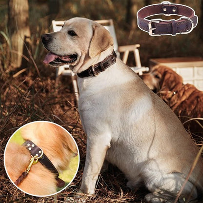 Collier chien polyvalent 
