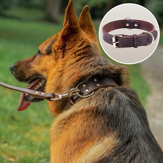 Collier chien pour grand chien