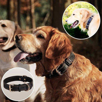 Collier chien pour le quotidien