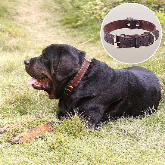 Collier chien robuste en cuir
