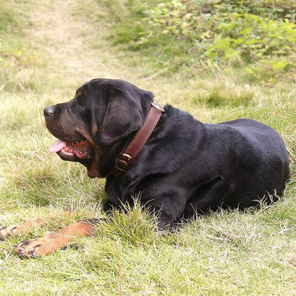 Collier chien robuste
