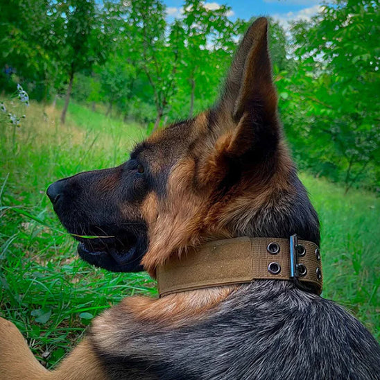 collier de dressage ajustable