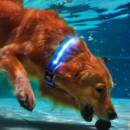 Collier GPS chien étanche