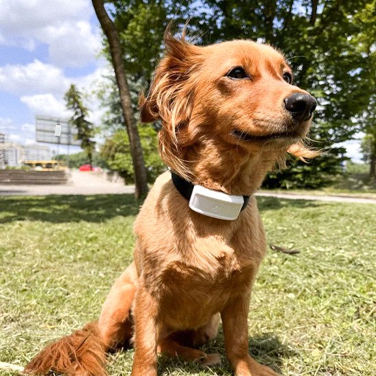 Collier GPS Chien léger