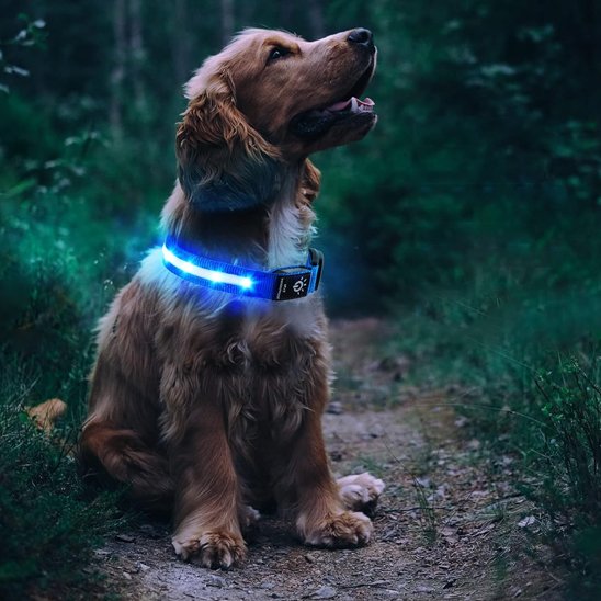 Collier GPS chien lumineux