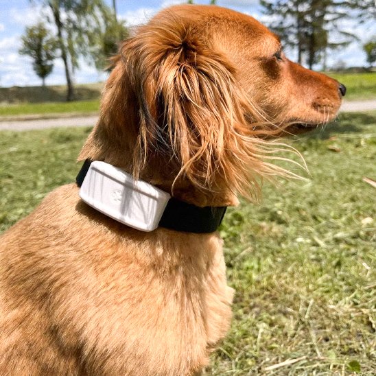 Collier GPS Chien pour toutes les races