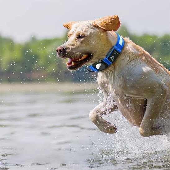 Collier GPS chien rechargeable