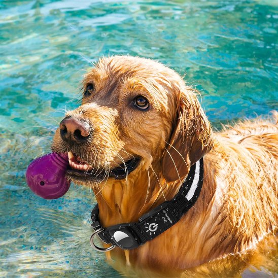 Collier GPS chien résistant
