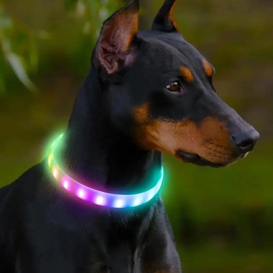 collier lumineux chien clignotant
