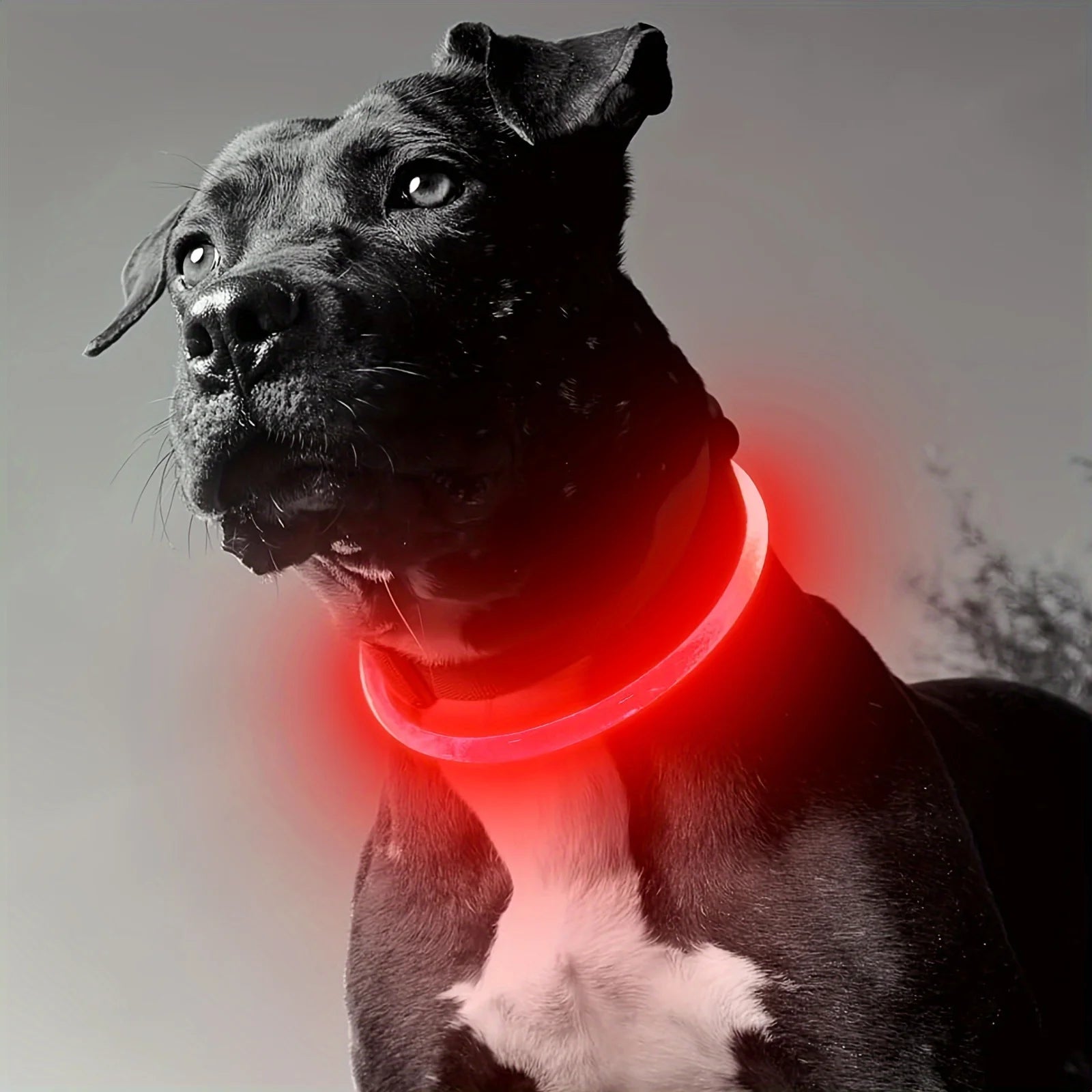 collier lumineux chien rouge