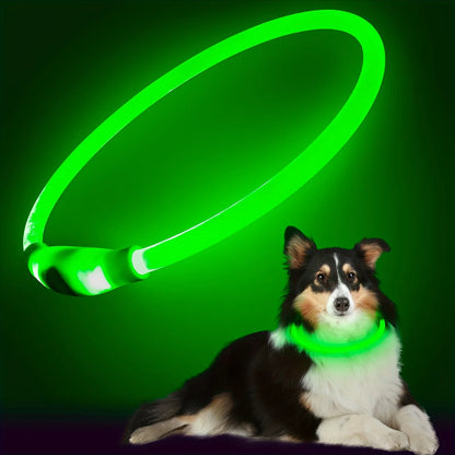collier lumineux chien vert