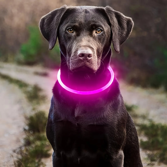 collier lumineux chien