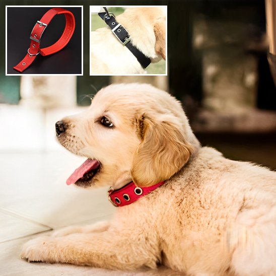 Collier pour chien facile à nettoyer