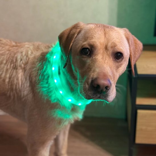 collier pour chien lumineux réglable