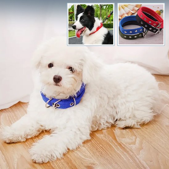 Collier pour chien polyvalent et robuste