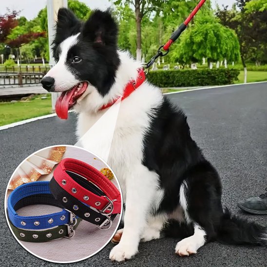 Collier pour chien pour toutes races