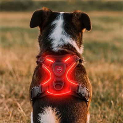 Harnais chien lumineux pour promenade nocturne