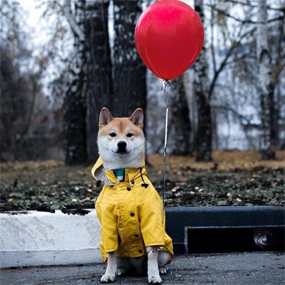 Imperméable pour chien​ haute protection