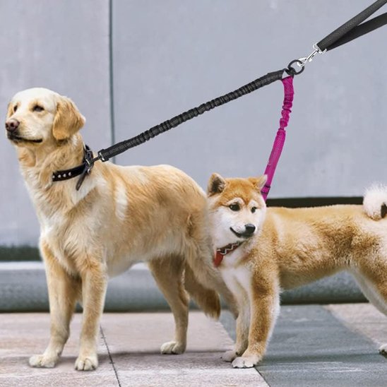 Laisse double pour chien ajustable