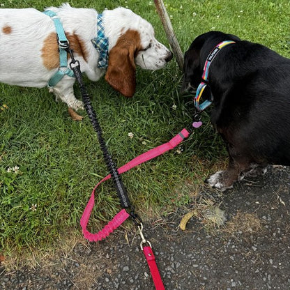 Laisse double pour chien anti-traction