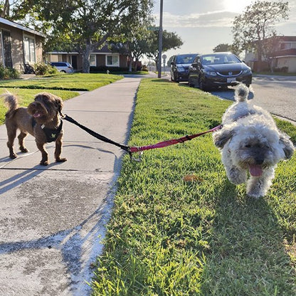 Laisse double pour chien avec anneau pivotant 360°