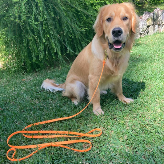 laisse pour chien dressage rappel